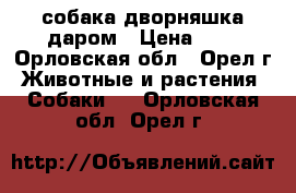 собака дворняшка даром › Цена ­ 0 - Орловская обл., Орел г. Животные и растения » Собаки   . Орловская обл.,Орел г.